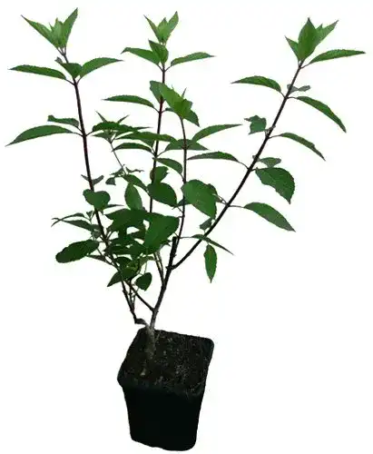 Rispenhortensie 4er-Set für Gartenprojekte – Pflanzenversand