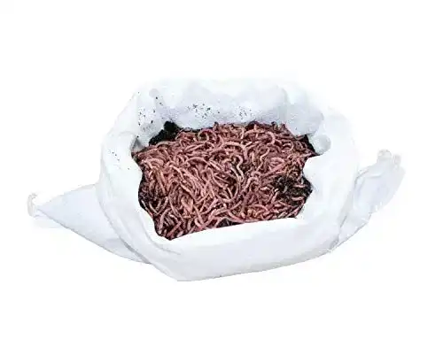 Kompostwürmer Dendrobena 500 g mit ca. 550 Würmern