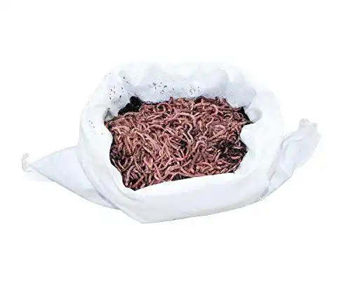 Kompostwürmer Dendrobena 500 g mit ca. 550 Würmern