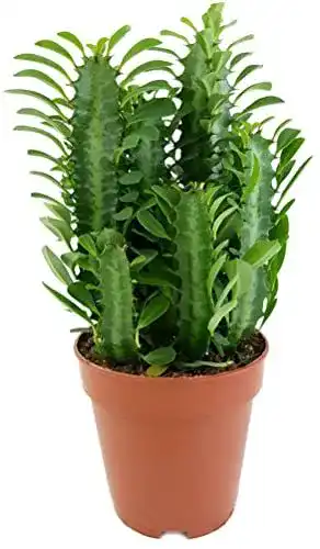 Wolfsmilch Fangblatt Euphorbia trigona Green – Dreikantige Pflanzen