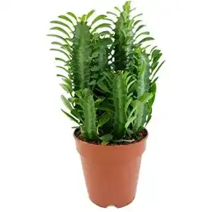 Wolfsmilch Fangblatt Euphorbia trigona Green – Dreikantige Pflanzen