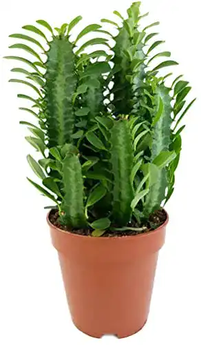 Wolfsmilch Fangblatt Euphorbia trigona Green – Dreikantige Pflanzen