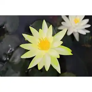 Wasserpflanze Nymphaea ‚Colonel A. J. Welch‘ im Pflanzkorb