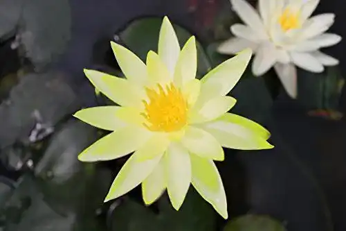 Wasserpflanze Nymphaea ‚Colonel A. J. Welch‘ im Pflanzkorb
