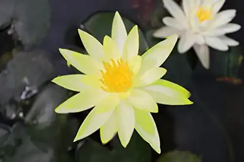 Wasserpflanze Nymphaea ‚Colonel A. J. Welch‘ im Pflanzkorb