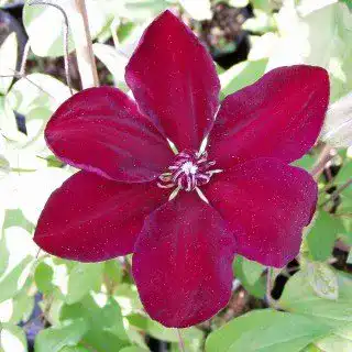 Clematis Westerplatte – Kletterpflanze für Gärten