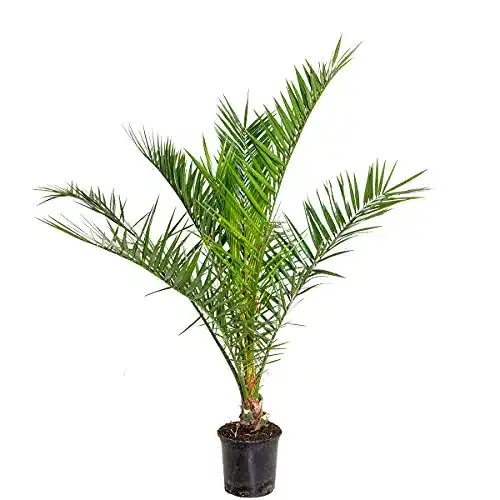 Dattelpalme Bloomique – Phoenix Canariensis – Kanarische Palme 80-100 cm