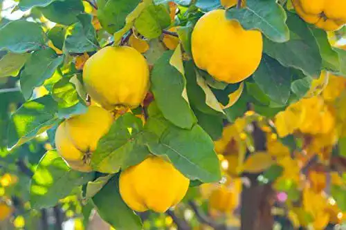 Quittenbaum Konstantinopeler Apfelquitte – Pflegeleichter Obstbaum