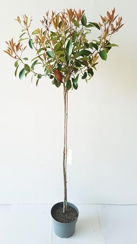 Glanzmispel Pflanzen Böring Stämmchen – Photinia Little Red Robin