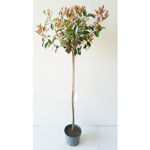 Glanzmispel Pflanzen Böring Stämmchen – Photinia Little Red Robin