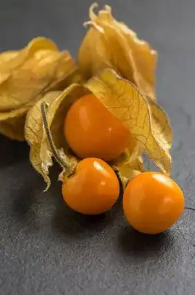 Physalis Samen für den Anbau von Andenbeeren