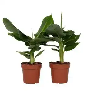 Bananenpflanze Musa Orientalischer Zwerg im 2er Set