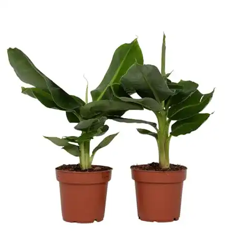 Bananenpflanze Musa Orientalischer Zwerg im 2er Set