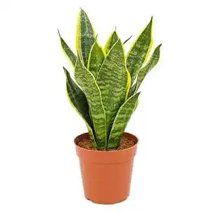 Bogenhanf Sansevieria trifasciata Futura Superba 30-35 cm