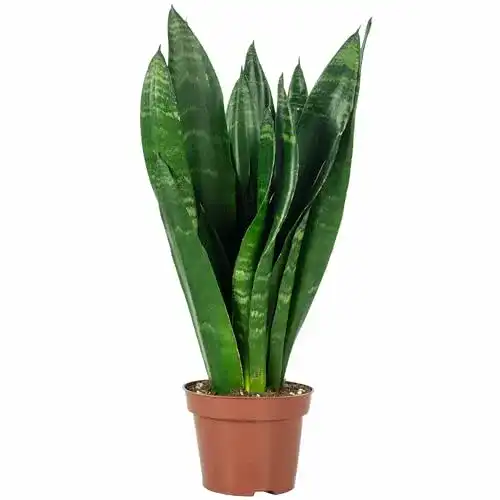 Bogenhanf Flowerbox – Pflegeleichte Zimmerpflanze Sansevieria