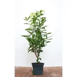 Kirschlorbeer Genolia Plantapro Prunus laurocerasus Genolia 4060 cm
