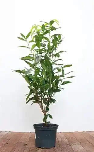 Kirschlorbeer Genolia Plantapro Prunus laurocerasus Genolia 4060 cm