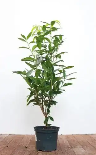 Kirschlorbeer Genolia Plantapro Prunus laurocerasus Genolia 4060 cm