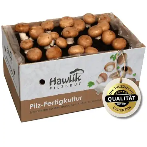 Hawlik Pilzbrut für Stein-Champignons, 10kg Zuchtset