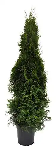 Thuja occidentalis Smaragd Lebensbaum 120 cm im Topf