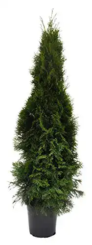 Thuja occidentalis Smaragd Lebensbaum 120 cm im Topf