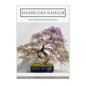 Bonsai-Samen von HappySeed – Exotische Sorten mit hoher Keimrate