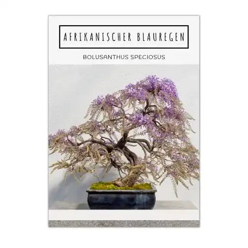 Bonsai-Samen von HappySeed – Exotische Sorten mit hoher Keimrate