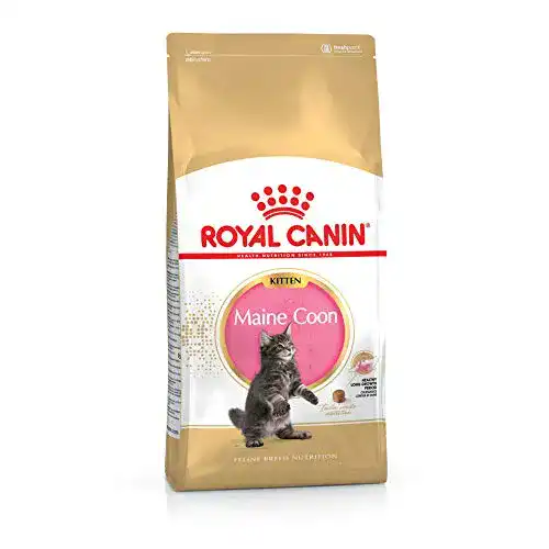 Royal Canin Feline Kitten Maine Coon 36 Katzenfutter 400g
