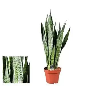 Bogenhanf Blumen-Senf 60-70 cm Sansevieria Zeylanica