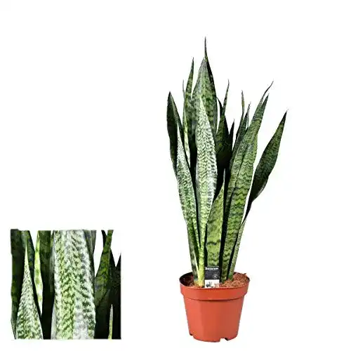 Bogenhanf Blumen-Senf 60-70 cm Sansevieria Zeylanica