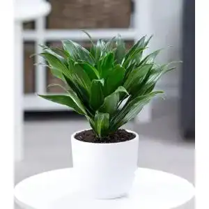 Dracena Compacta – Luftreinigende Zimmerpflanze für gesundes Raumklima