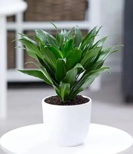 Dracena Compacta – Luftreinigende Zimmerpflanze für gesundes Raumklima
