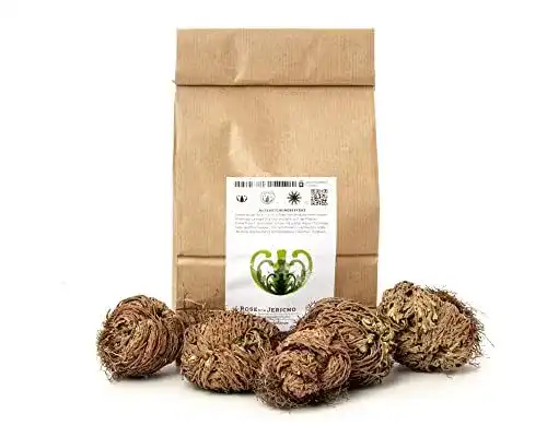 Rose von Jericho Yakeba Selaginella lepidophylla 5 Stück Set