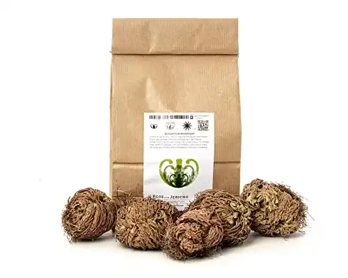 Rose von Jericho Yakeba Selaginella lepidophylla 5 Stück Set