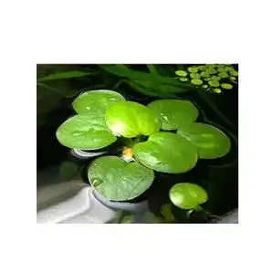 Froschbiss Aquaplants / Limnobium laevigatum – 4 mittelgroße Pflanzen