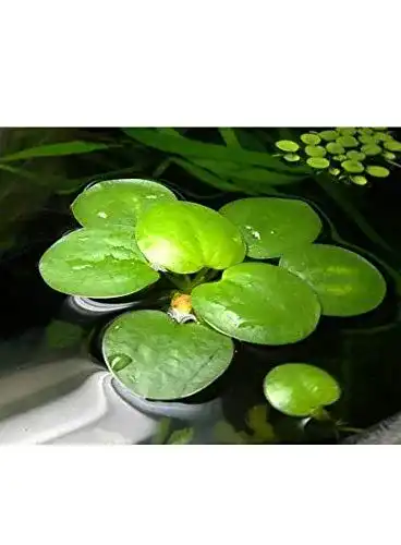 Froschbiss Aquaplants / Limnobium laevigatum – 4 mittelgroße Pflanzen