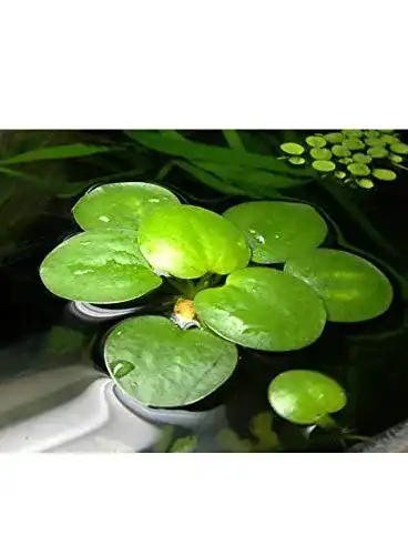 Froschbiss Aquaplants / Limnobium laevigatum – 4 mittelgroße Pflanzen