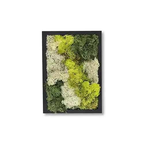 Moosbild Comforder Rechteckiges Wandbild mit echtem Moos
