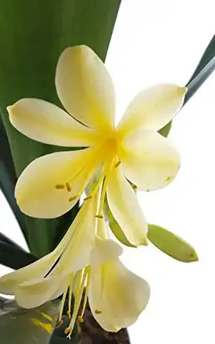 Clivia mit gelber Blüte – seltene Zimmerpflanze für helle Fensterbretter