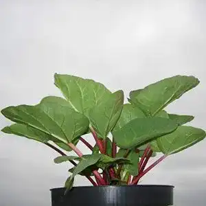 Rhabarberpflanze Canada Red im Topf für den Garten