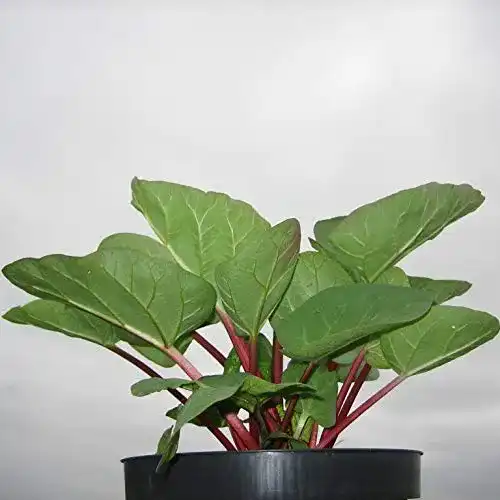 Rhabarberpflanze Canada Red im Topf für den Garten