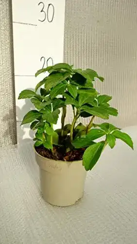Dickmännchen Pflanzenfuchs – Pachysandra terminalis als Bodendecker