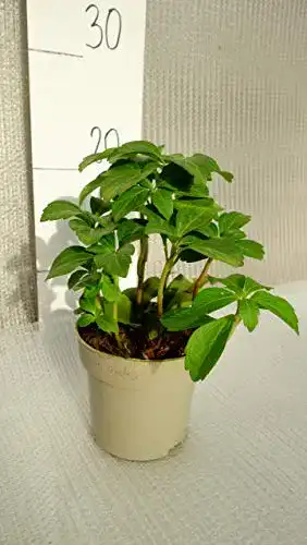 Dickmännchen Pflanzenfuchs – Pachysandra terminalis als Bodendecker