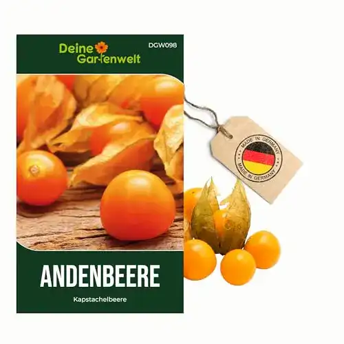 Physalis-Samen für die Anzucht von Andenbeeren