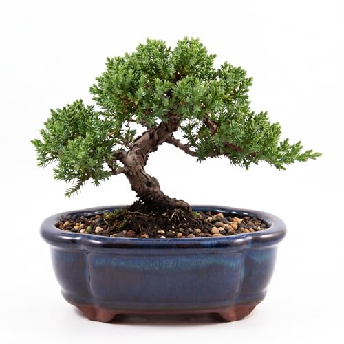 Bonsai-Schale Happyseed aus Keramik in Marineblau, klein