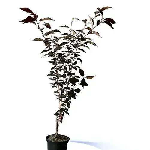 Rotblättrige Nelkenkirsche Prunus serrulata Royal Burgundy