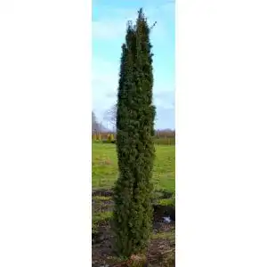 Säuleneibe Taxus baccata Fastigiata Robusta 80-90 cm