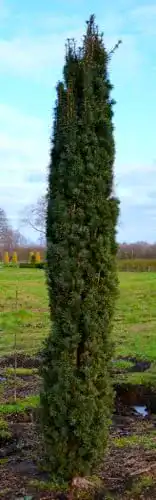 Säuleneibe Taxus baccata Fastigiata Robusta 80-90 cm