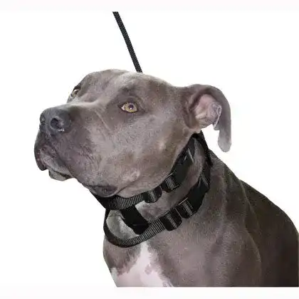 Erziehungshalsband Illusion Collar von Cesar Millan