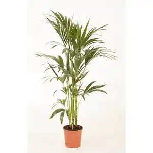 Kentia-Palme Howea forsteriana 140-150 cm Pflegeleichte Zimmerpflanze